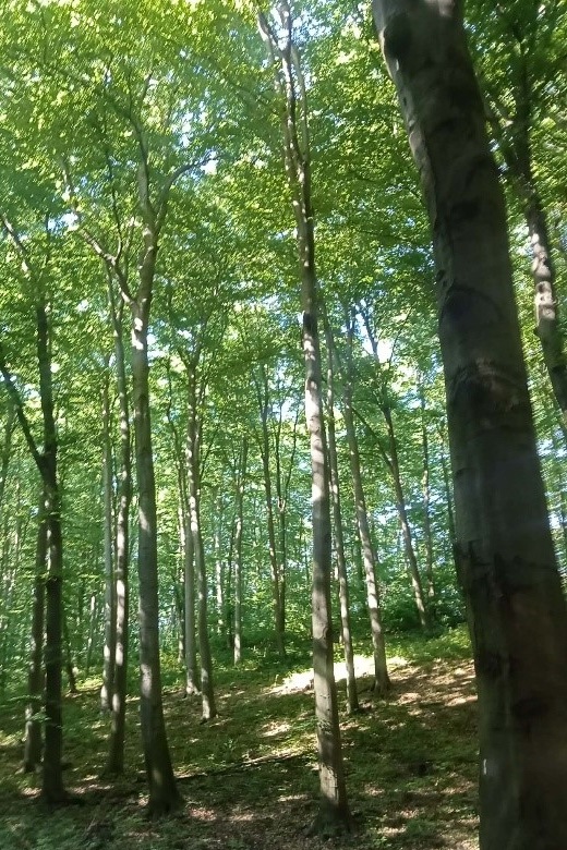 ErdeiIskolaaVértesben-3